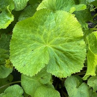 Caltha palustris var. alba